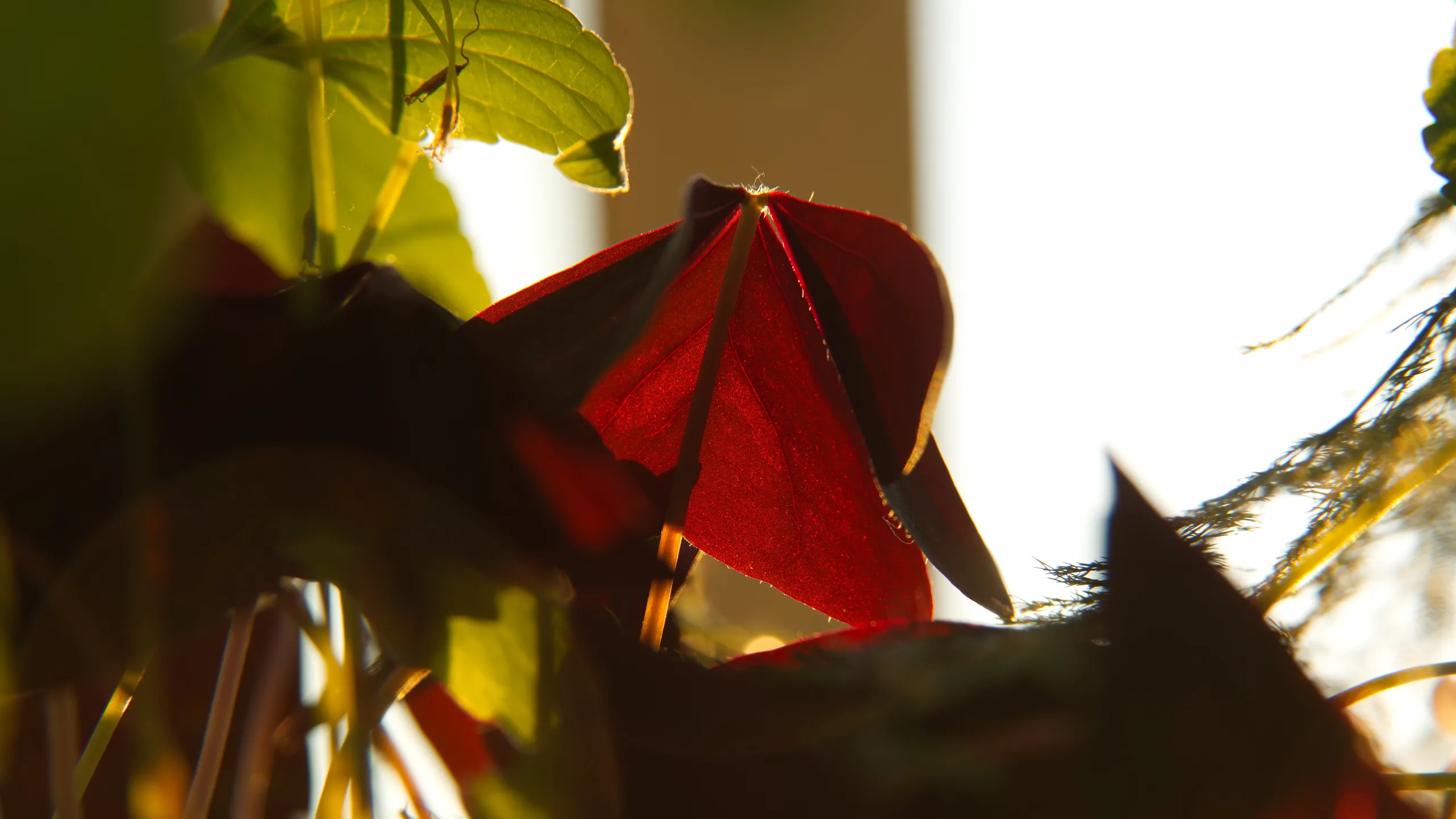 DSC05011