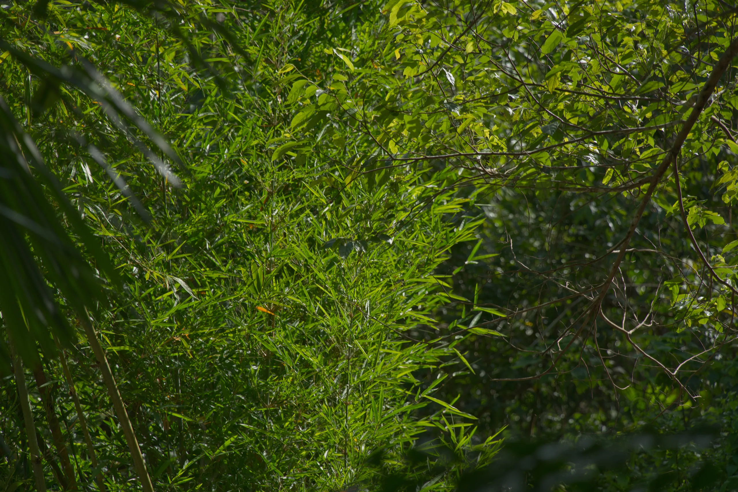 DSC07037