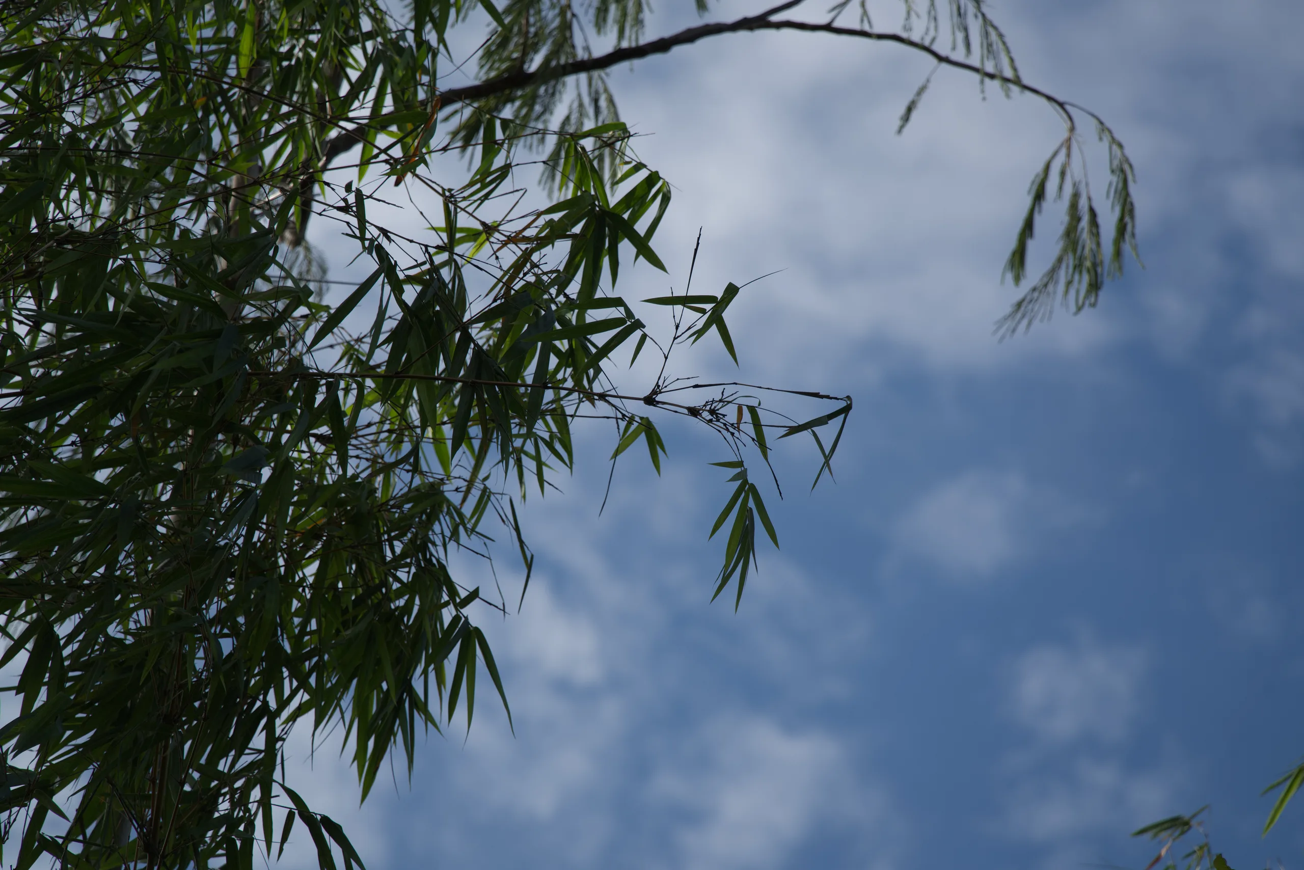 DSC07297