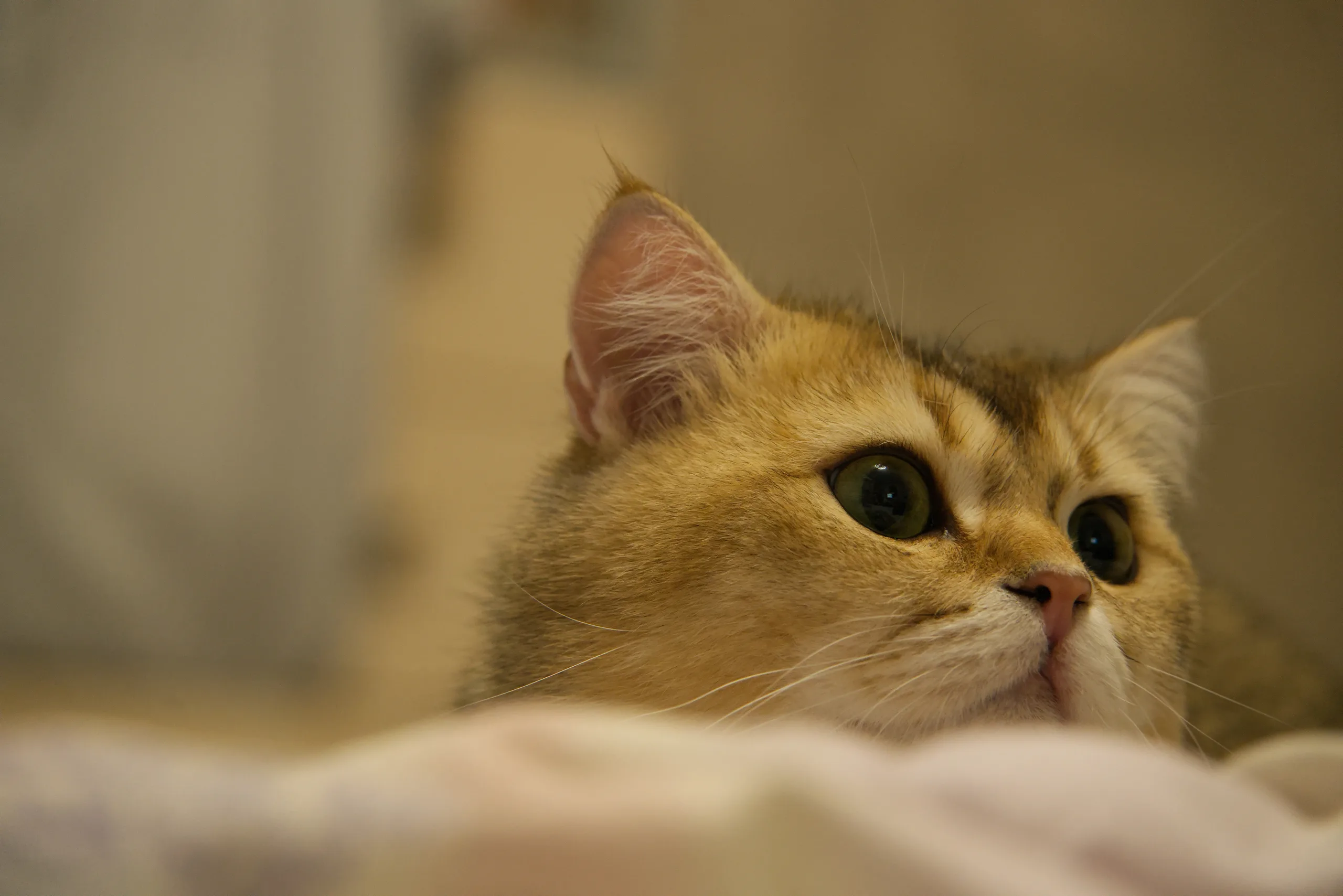 DSC08370