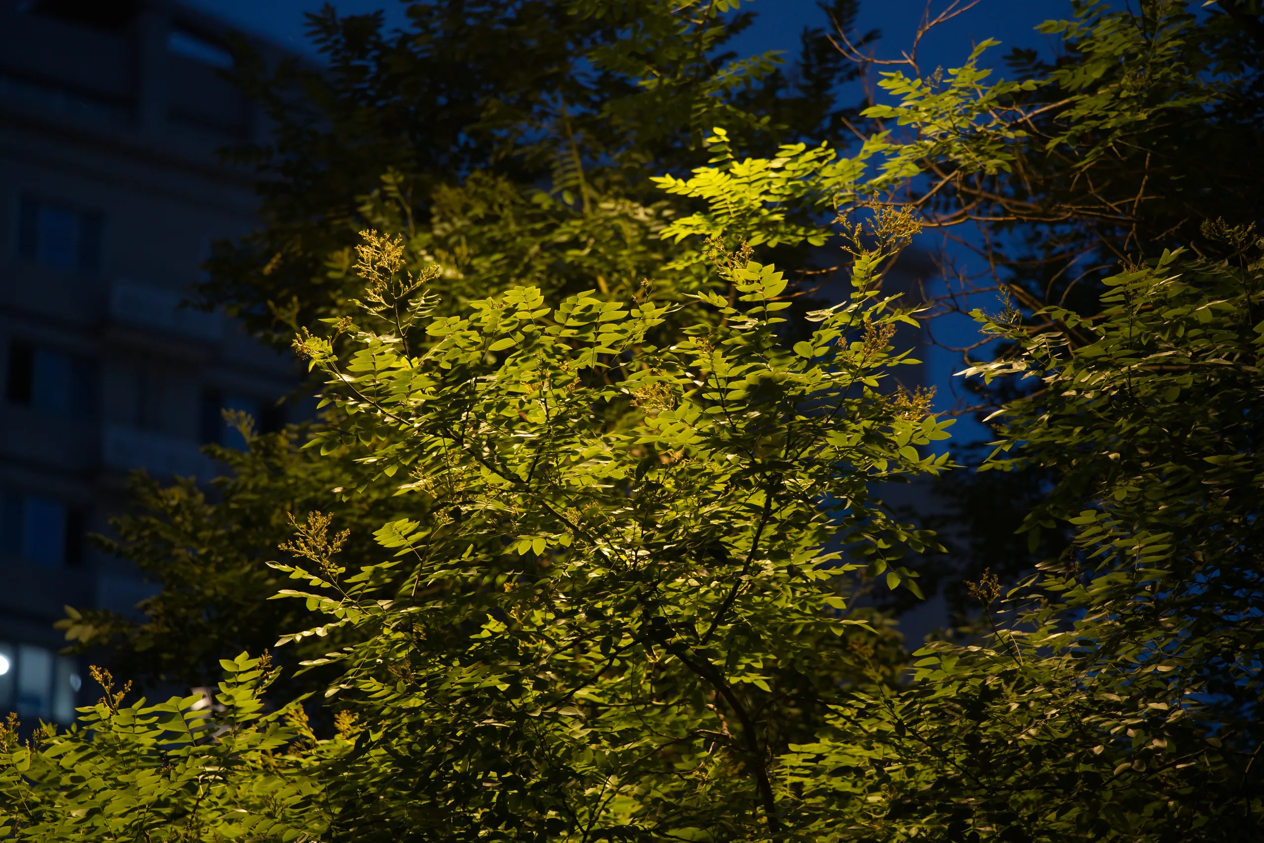 DSC08441