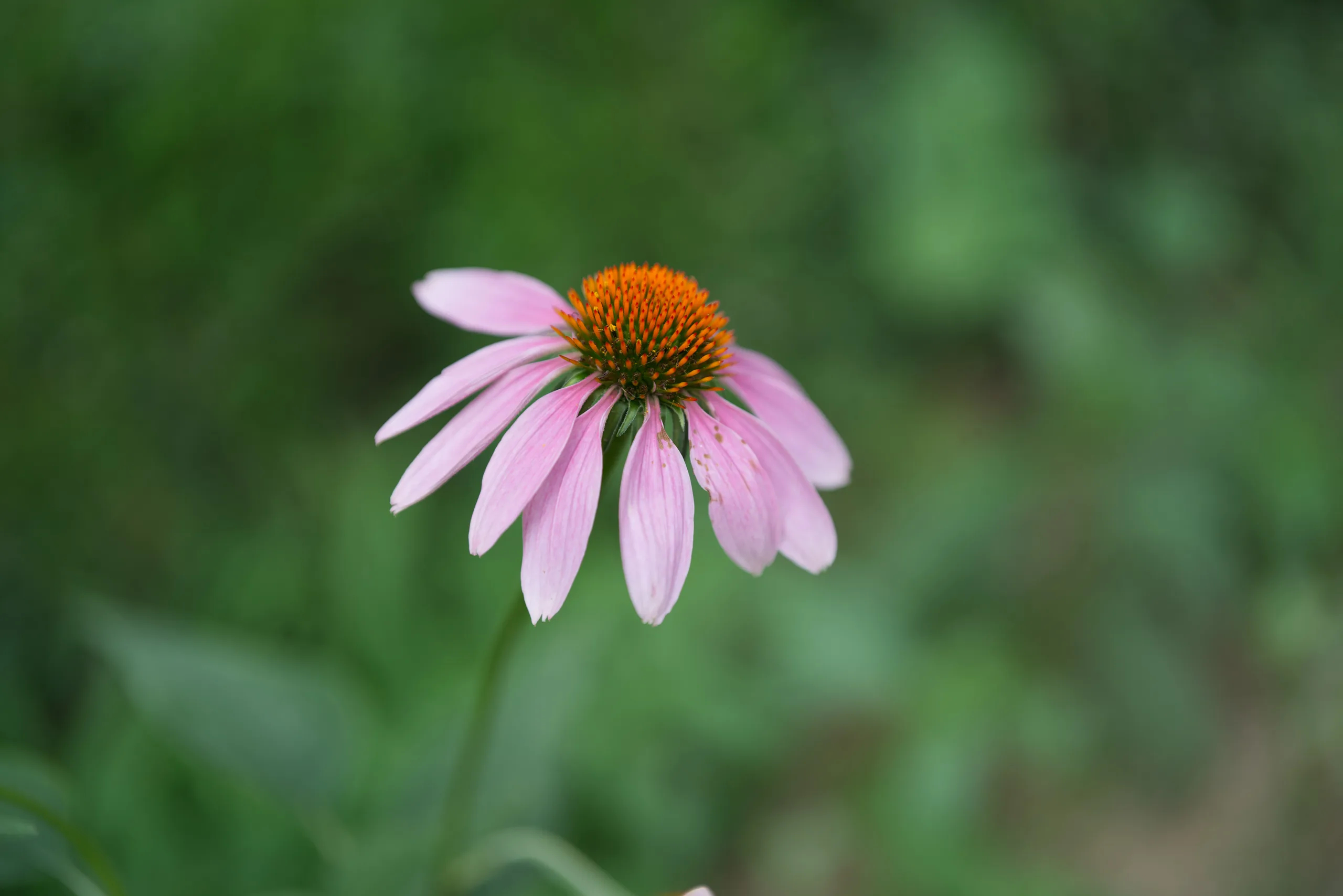 DSC09455