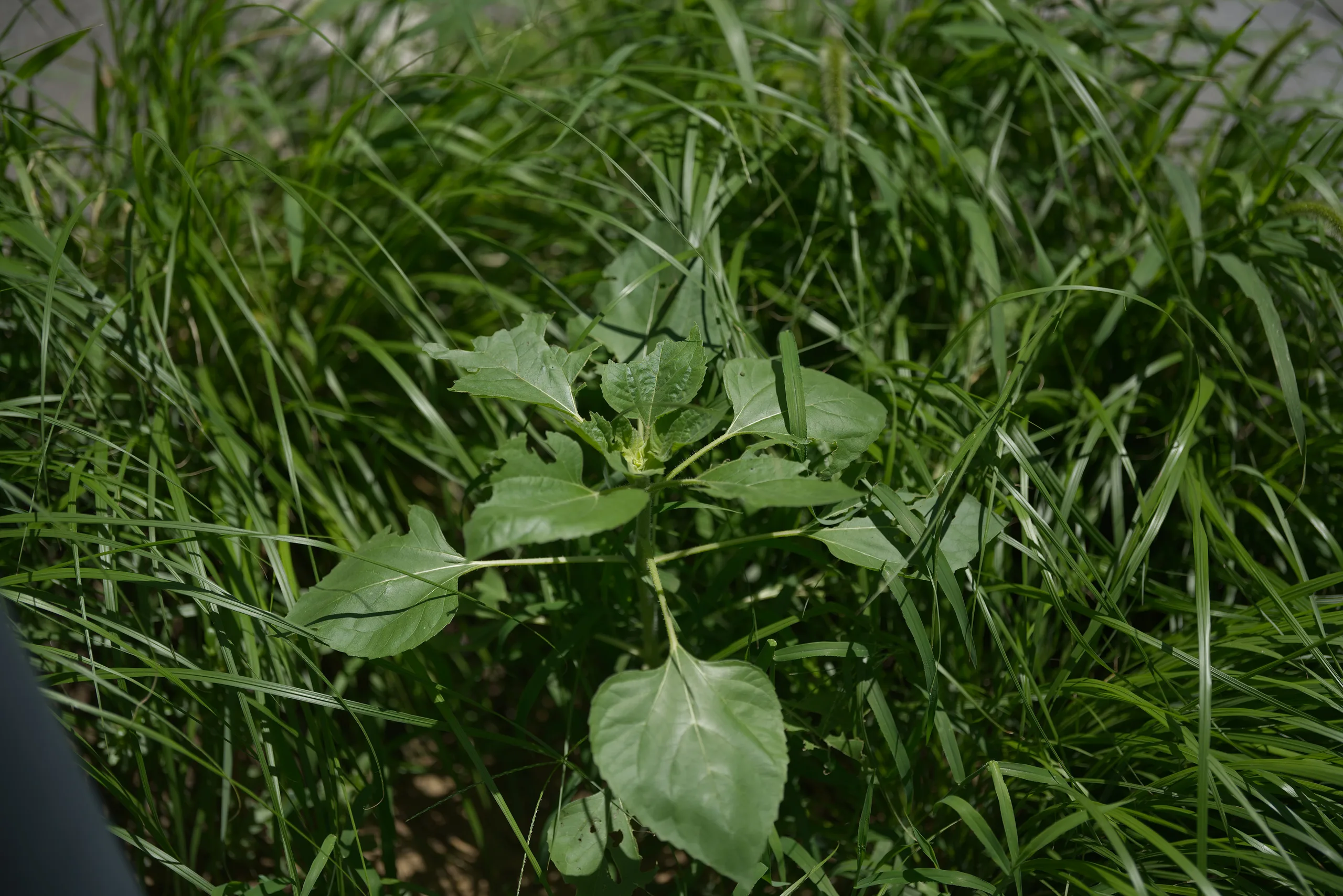 DSC00186