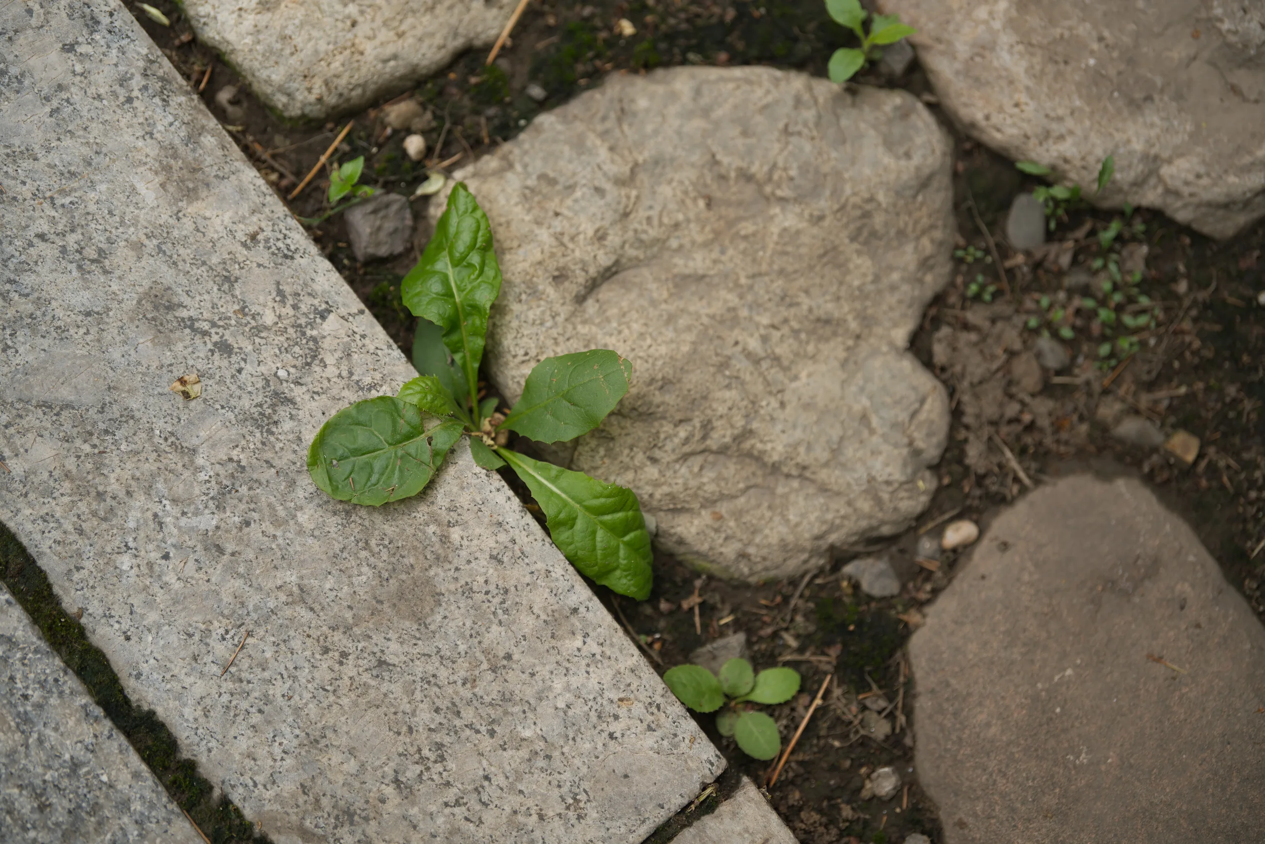DSC00660