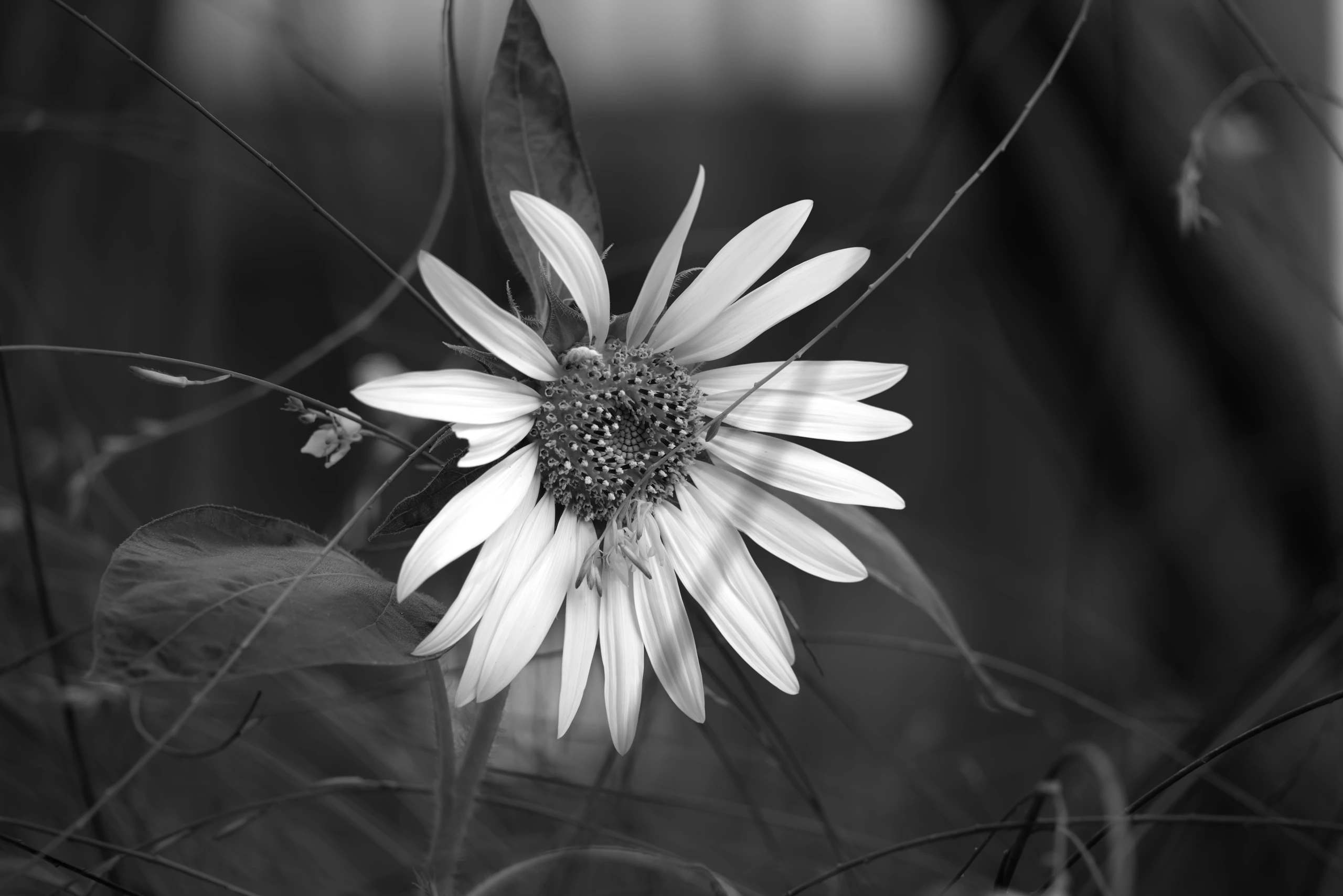DSC01510 Bw