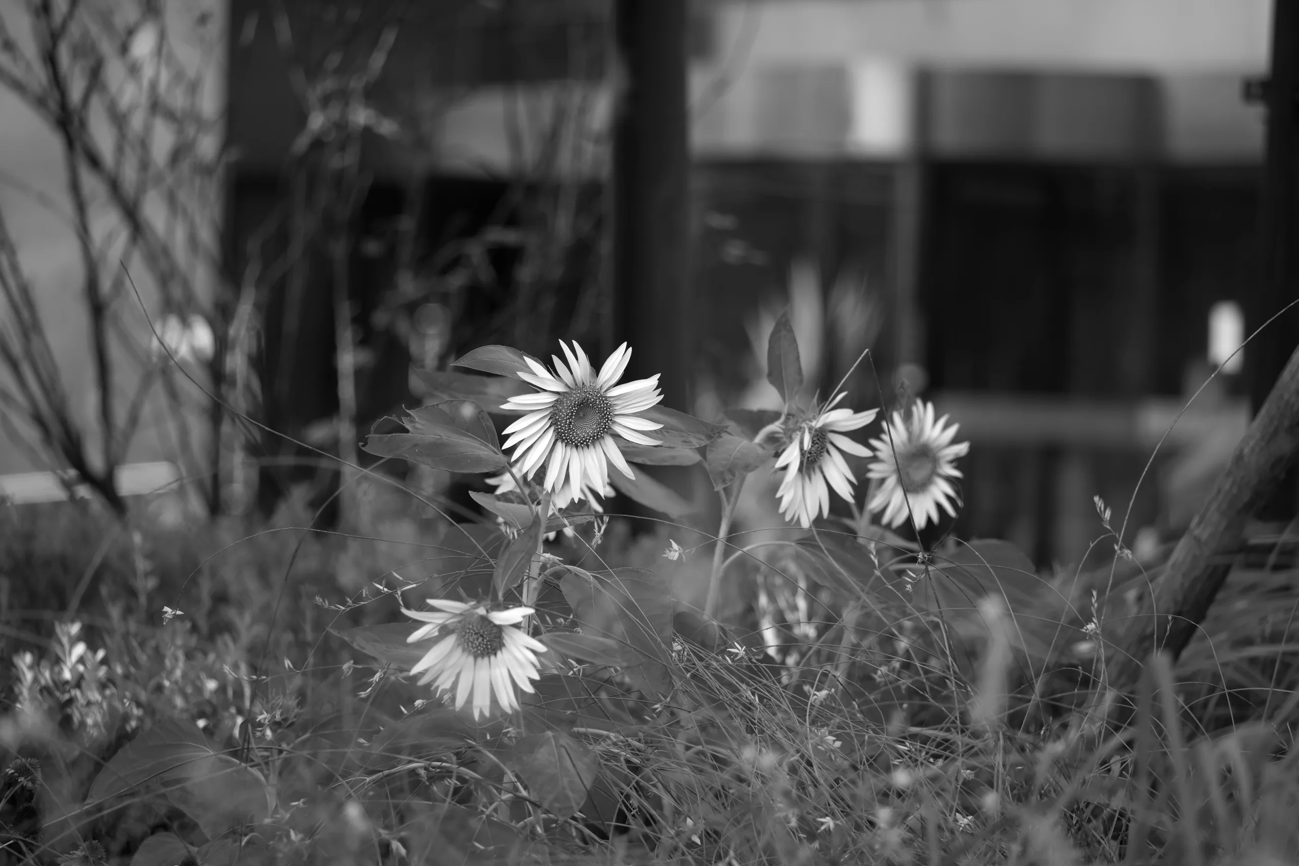 DSC01618 Bw
