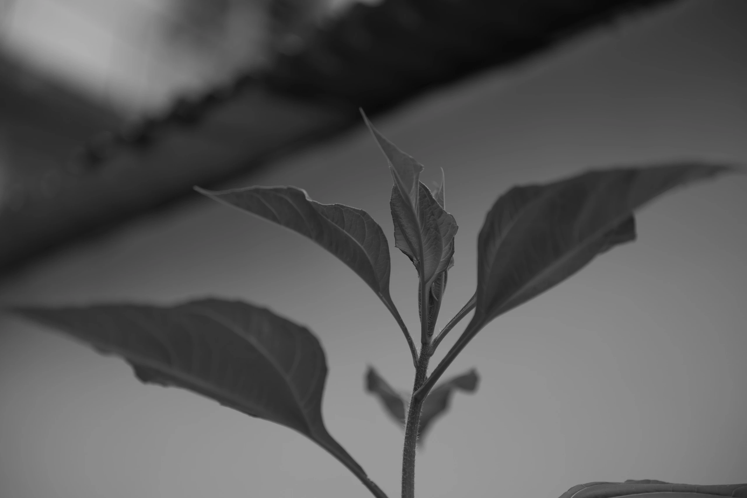 DSC01717