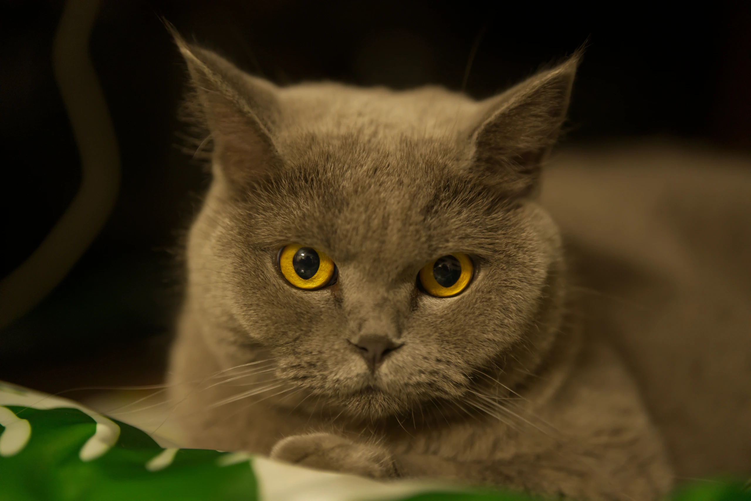DSC03364