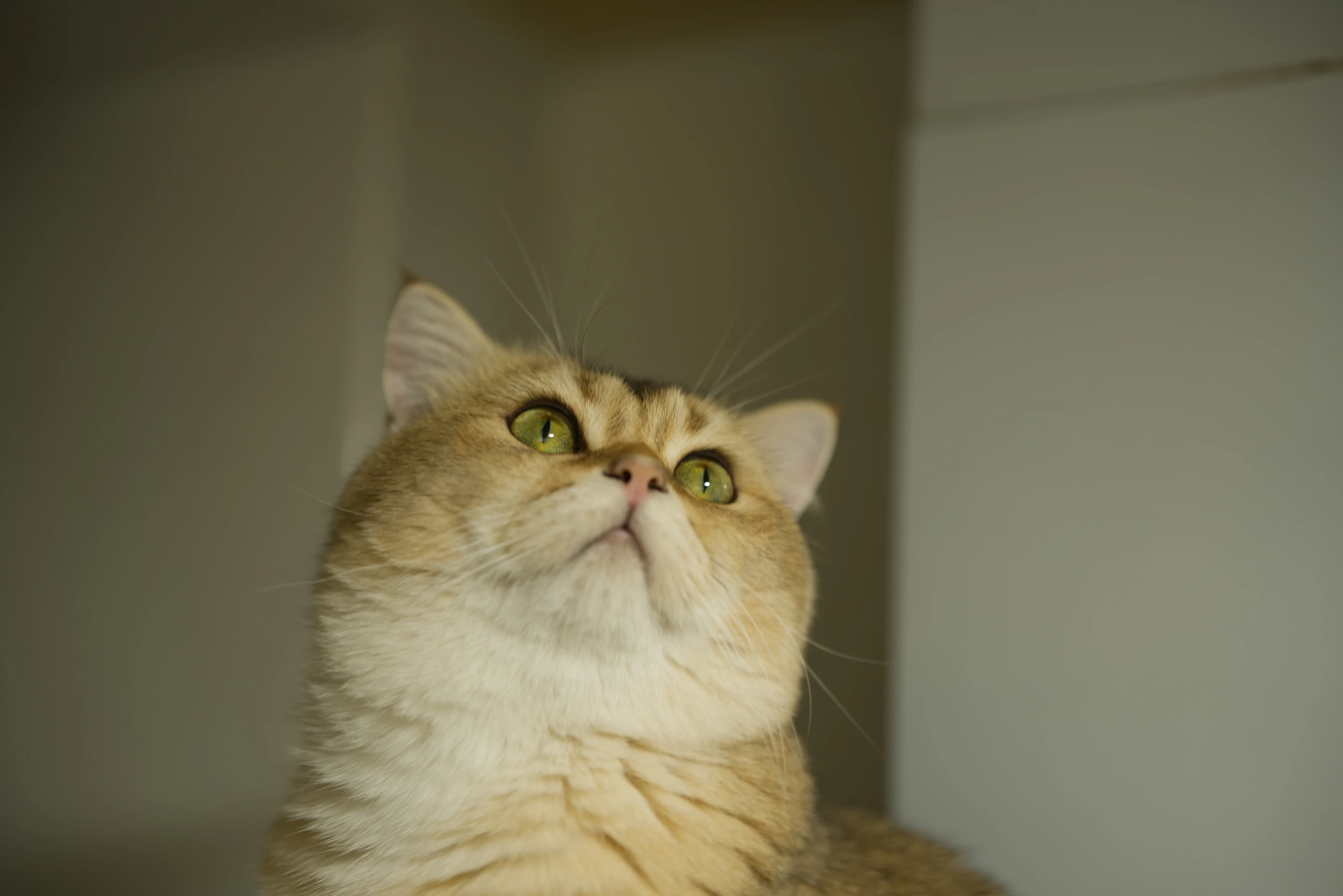 DSC04100