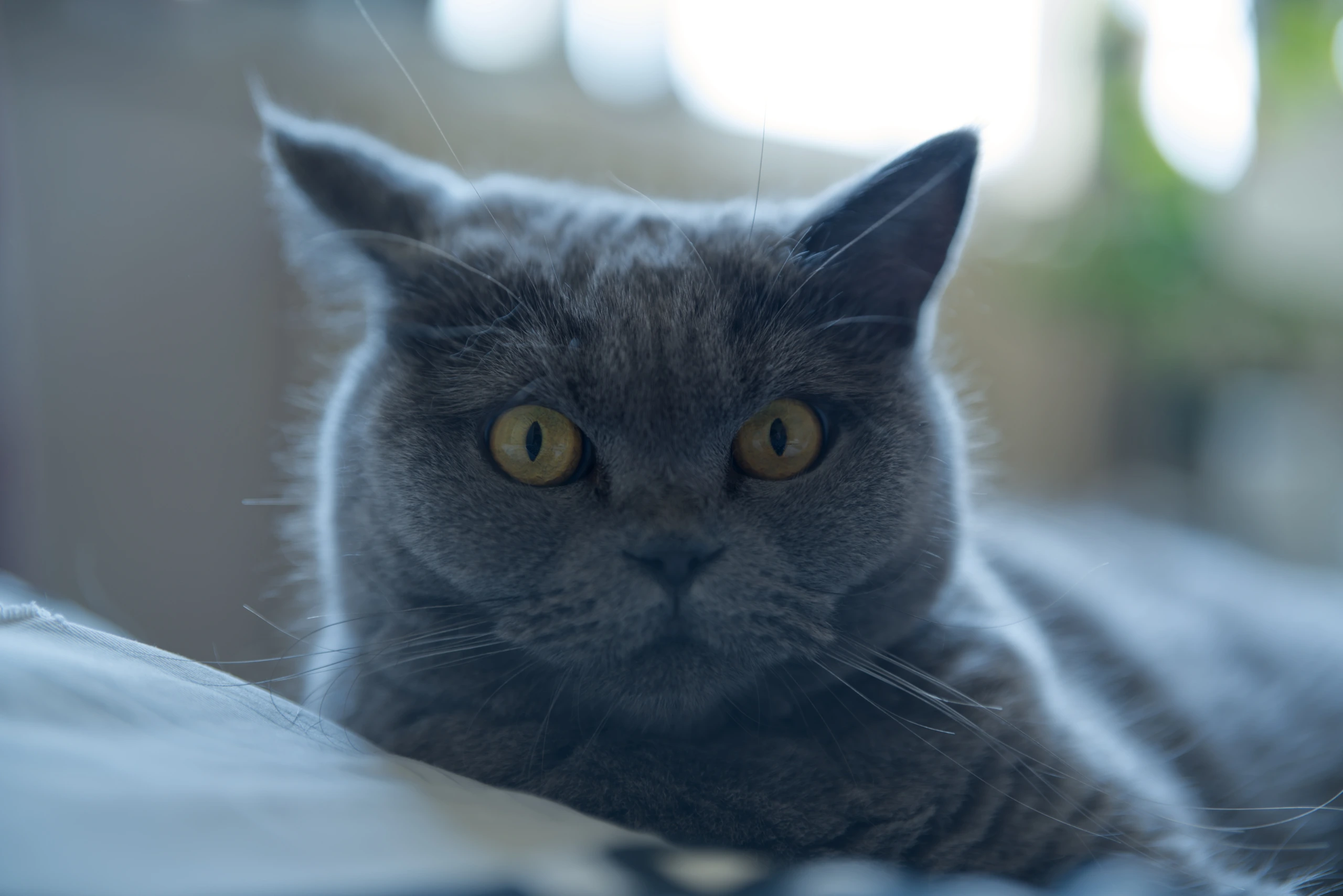 DSC04620