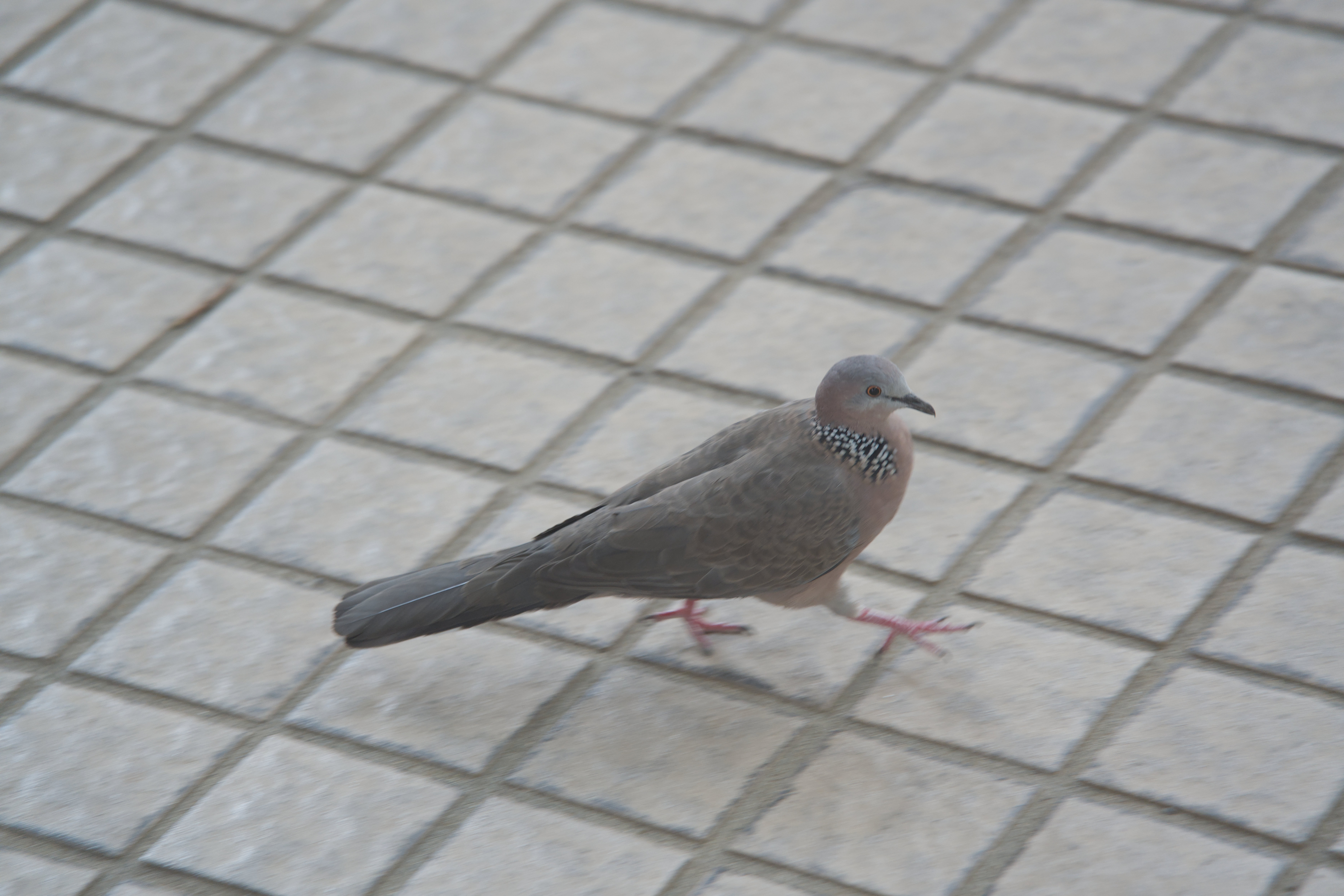DSC00344