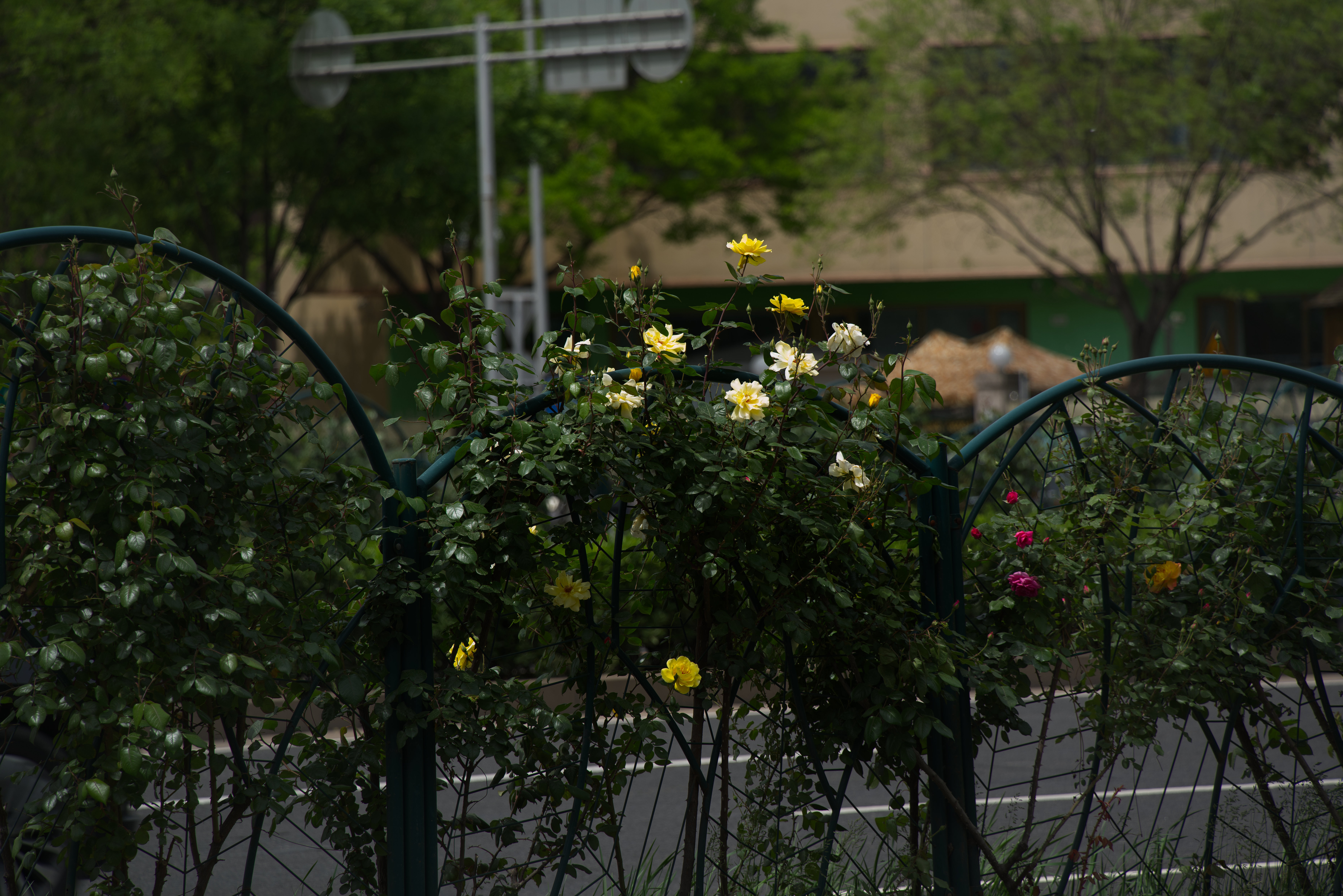 DSC04390