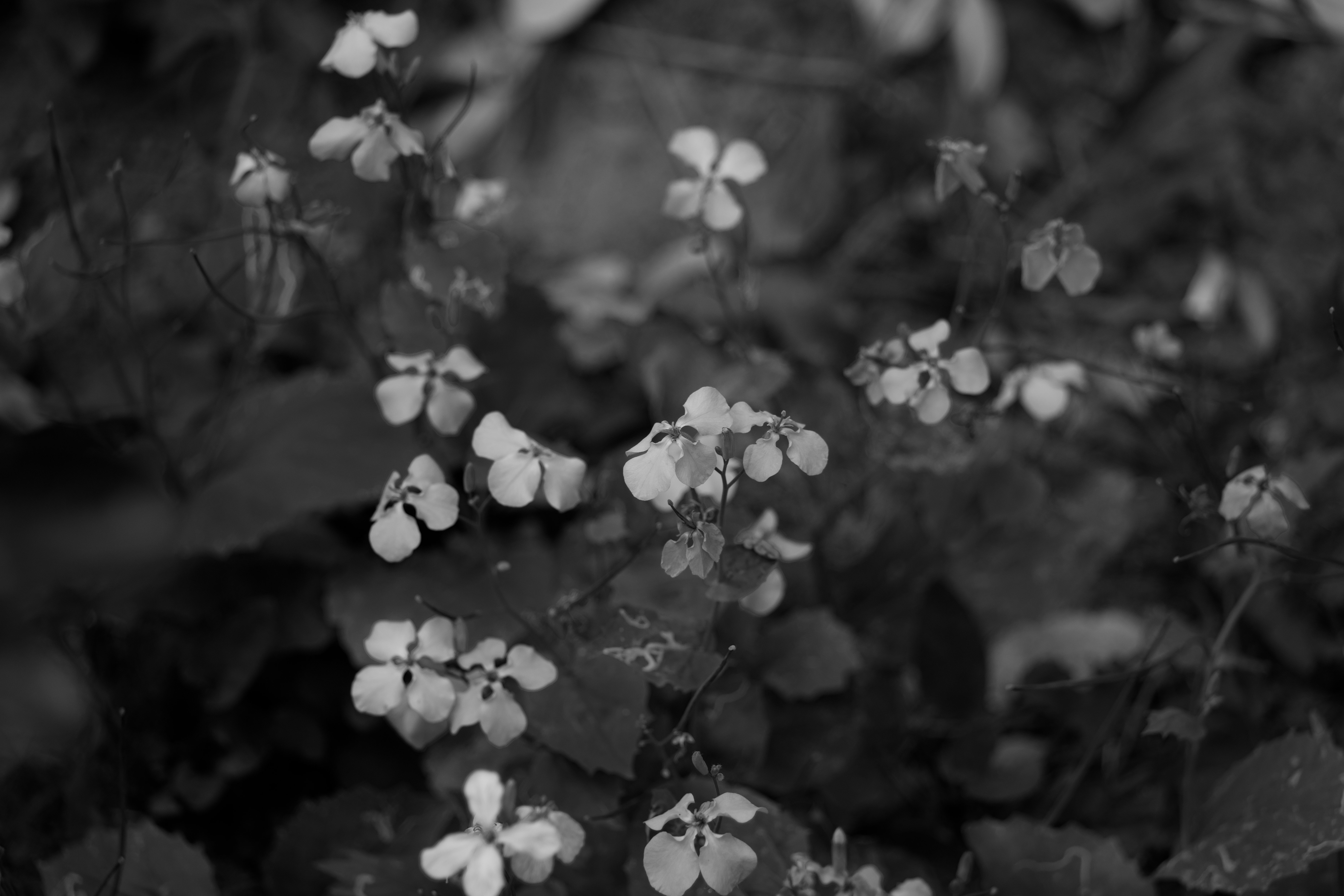 DSC04564.Bw