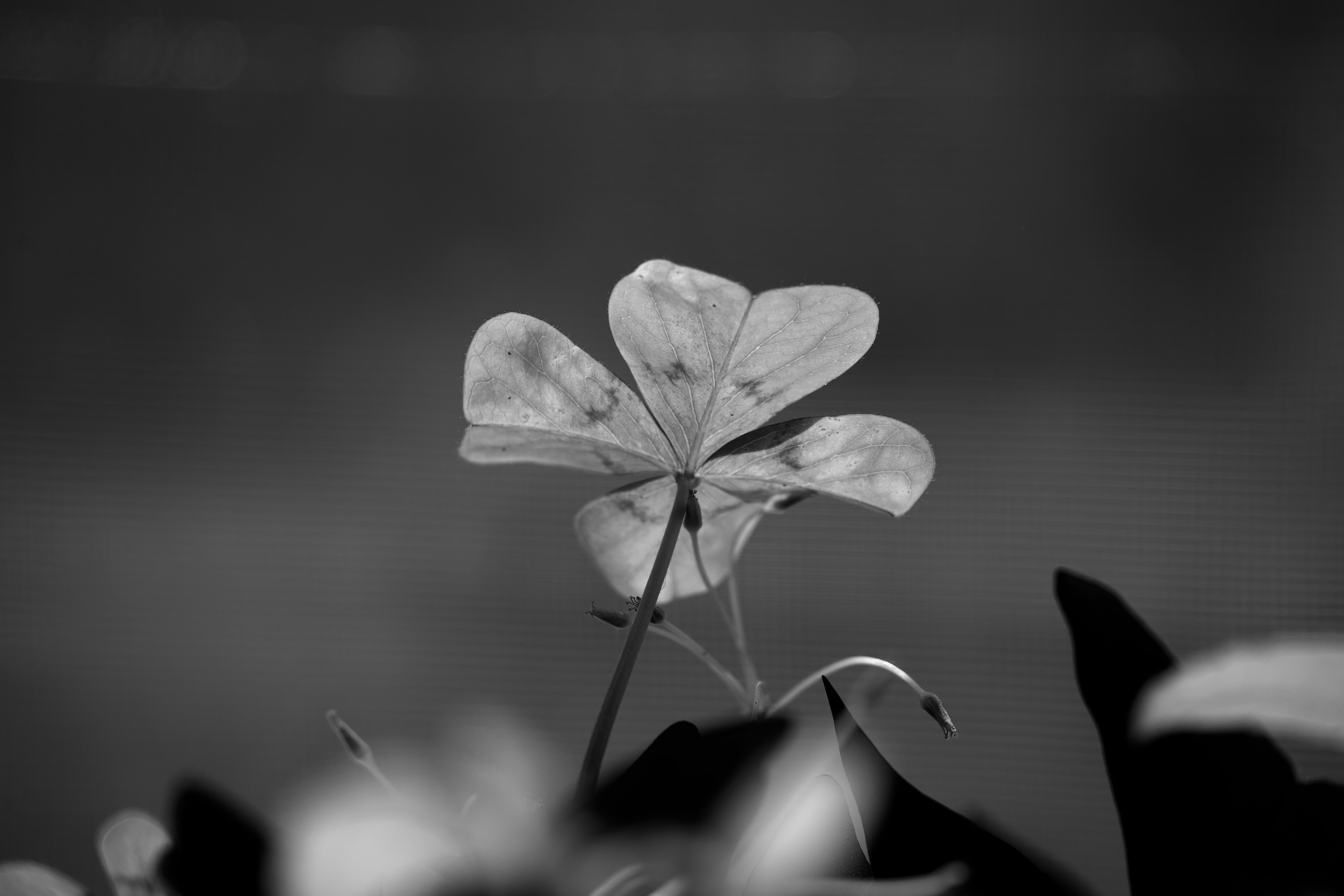 DSC04570