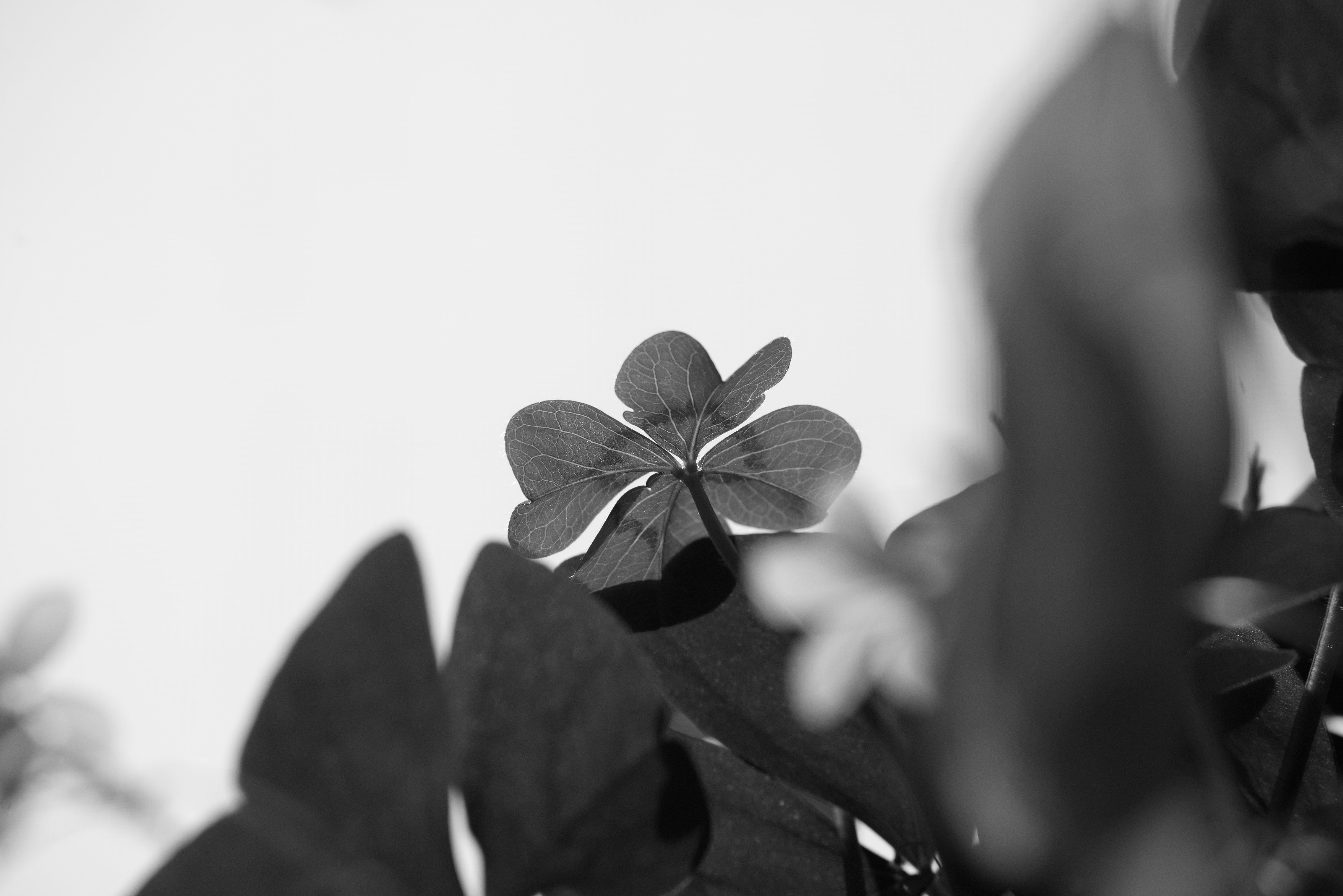 DSC04575.Bw