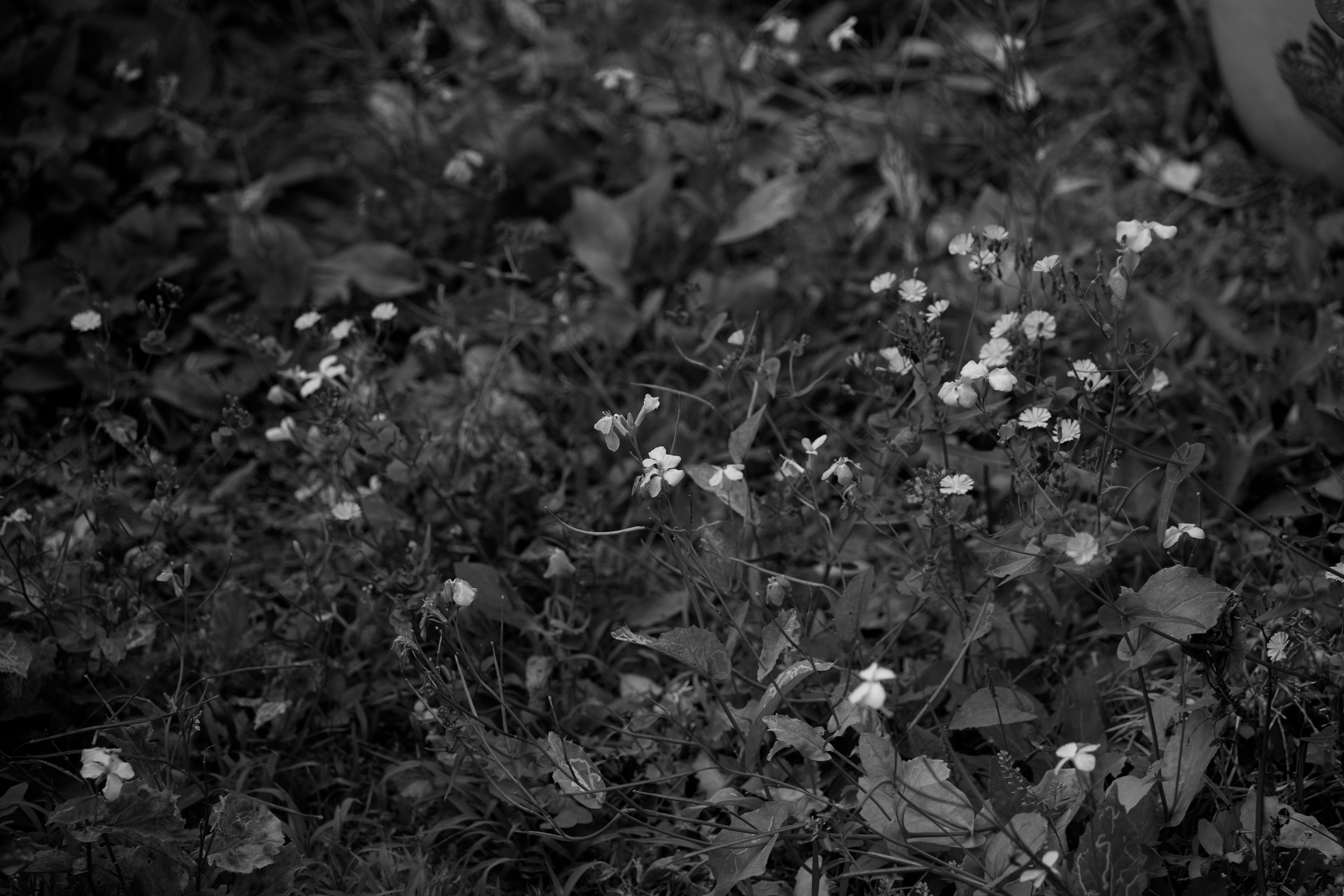 DSC04812.Bw