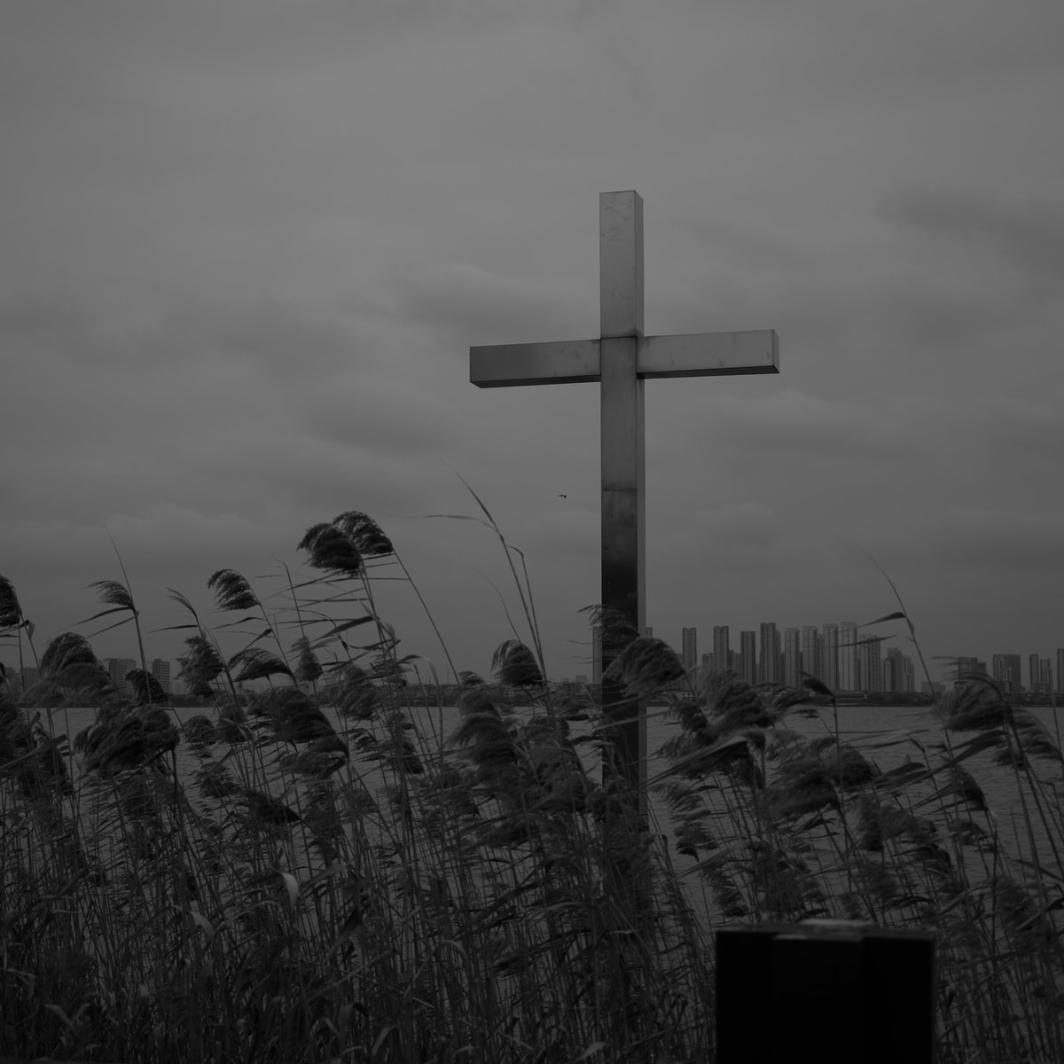 DSC02483.Bw