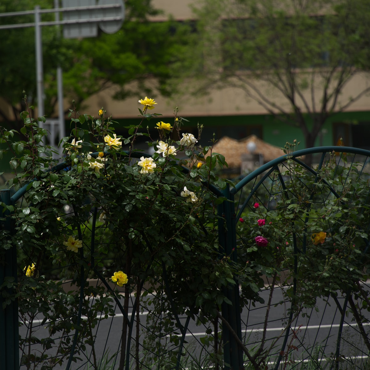 DSC04390