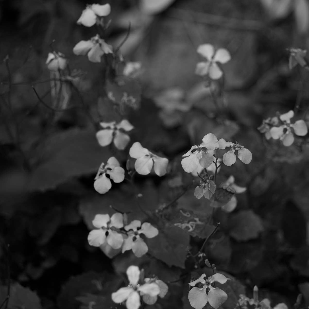 DSC04564.Bw