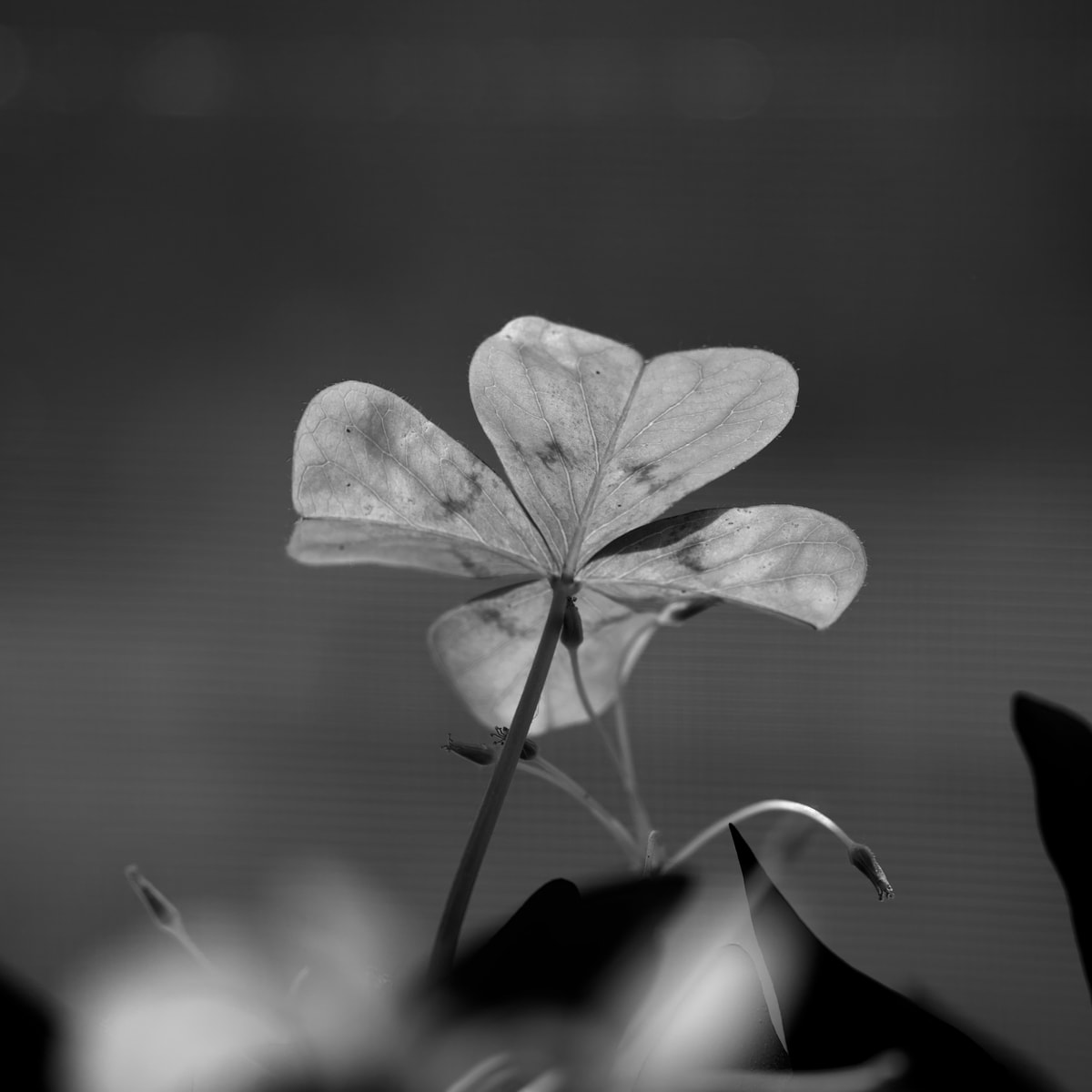 DSC04570