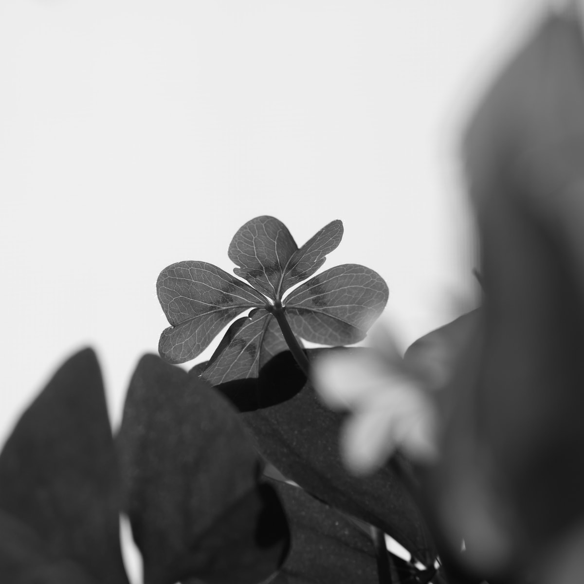 DSC04575.Bw