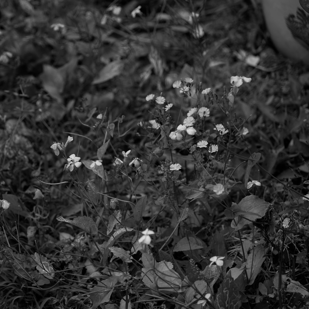 DSC04812.Bw