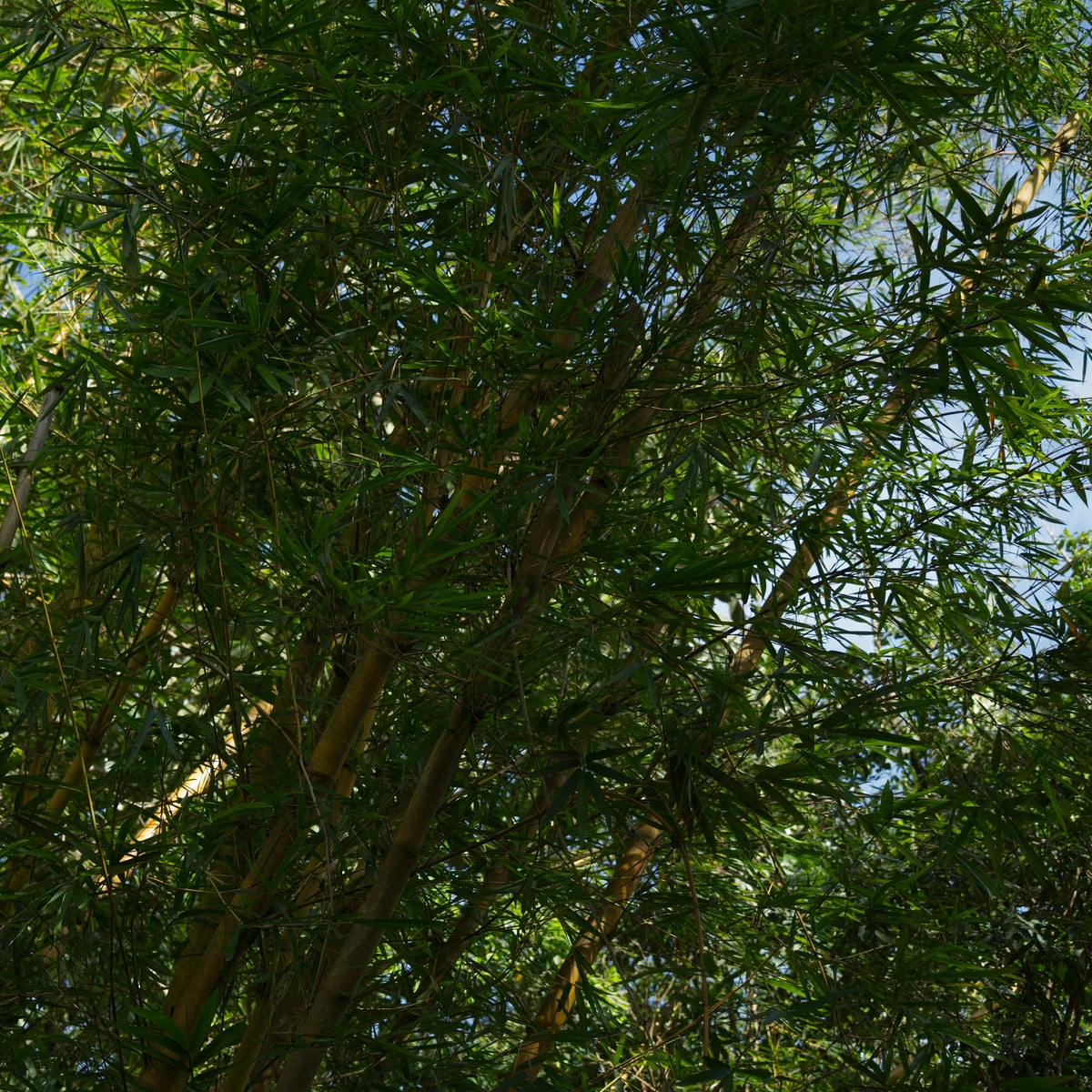 DSC07056