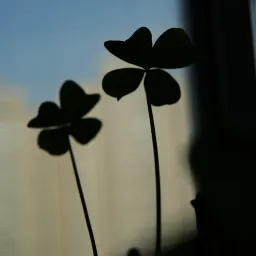 DSC04207