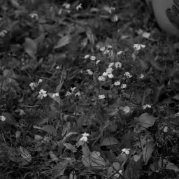 DSC04812.Bw