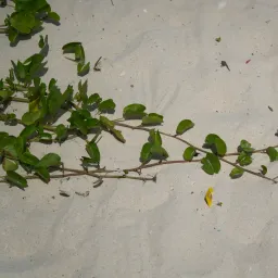 DSC06167