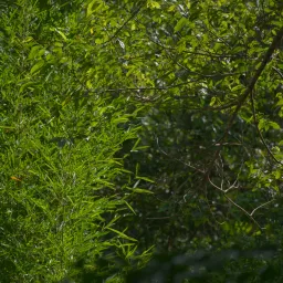DSC07037