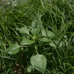 DSC00186
