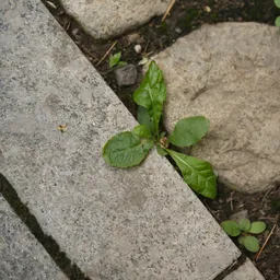 DSC00660
