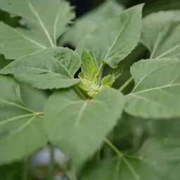 DSC00781