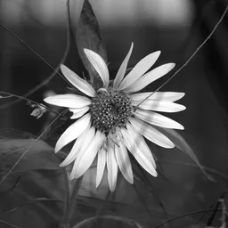 DSC01510 Bw