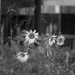 DSC01618 Bw