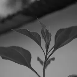DSC01717