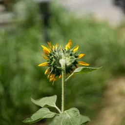 DSC02516