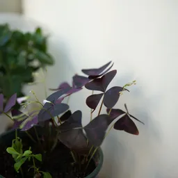 DSC03640