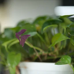 DSC04018