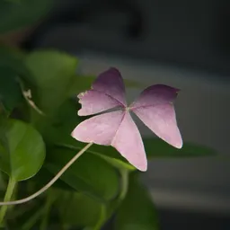 DSC04337
