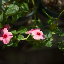 DSC04815